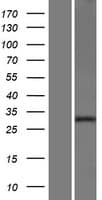 NXPH2 Protein (Over-Expression Lysate Myc-DDK (Flag))