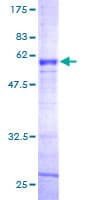 Human ASGR2 Protein (Recombinant GST)