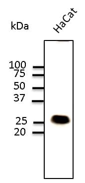 IHC-plus™ CAV1 / Caveolin 1 Antibody (N-Terminus)