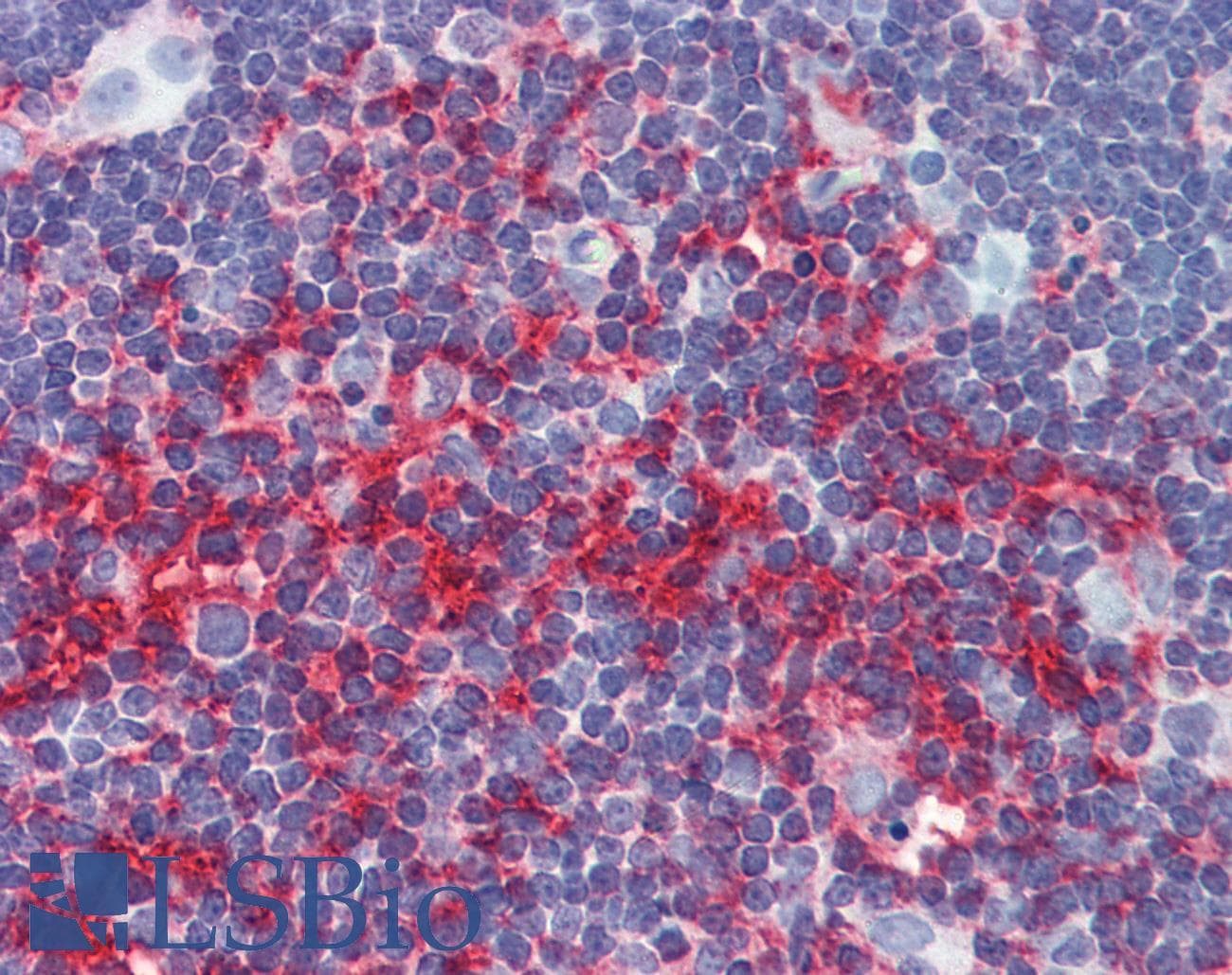 IHC-plus™ ACTB / Beta Actin Antibody