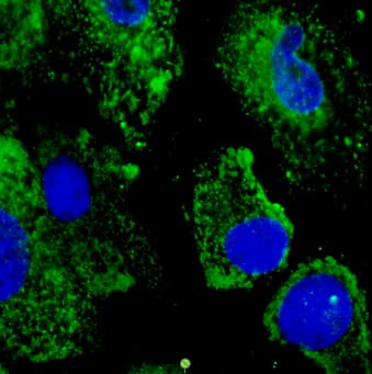 IHC-plus™ Polyclonal Goat anti-Human PDIA3 / ERp57 Antibody (C-Terminus, IHC, IF, WB)