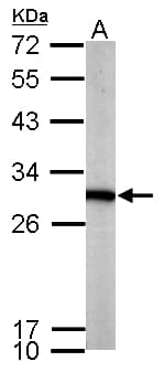 PGAM1 Antibody (aa16-199)