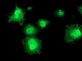 ERCC1 Antibody (clone OTI5A2, Carrier-free)