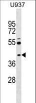 SKAP2 / SCAP2 Antibody (aa137-165)