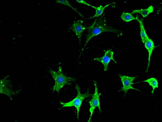 NPY6R Antibody
