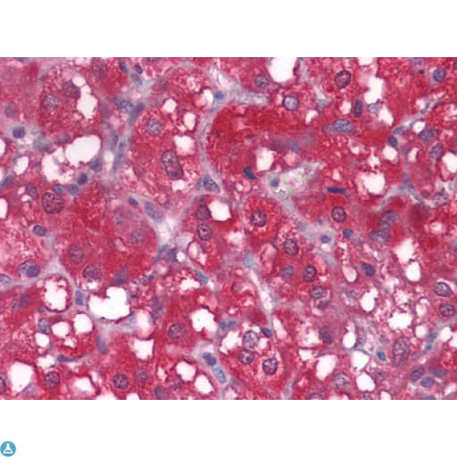 WNT1 Antibody