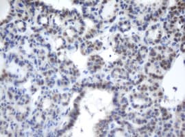 CBX8 Antibody (clone OTI3A11)