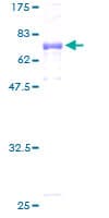 Human UQCRC1 Protein (Recombinant GST)