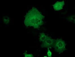 DYNC1LI1 Antibody (clone OTI1H4)