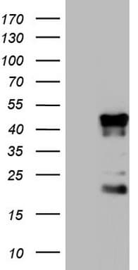 TET3 Antibody (aa241-568, clone OTI3G10)