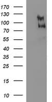 Monoclonal Mouse anti-Human CEP68 Antibody (clone OTI1C6, WB)