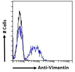 PathPlus™ Vimentin Antibody