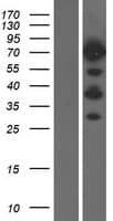 CD2AP Protein (Over-Expression Lysate Myc-DDK (Flag))