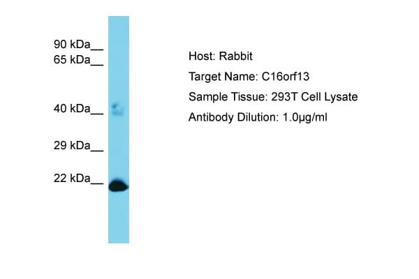 Polyclonal Rabbit anti-Human C16orf13 Antibody (aa50-99, WB)