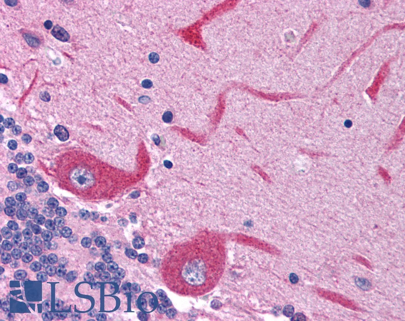 GRIN2C / NMDAR2C / NR2C Antibody (aa69-118)