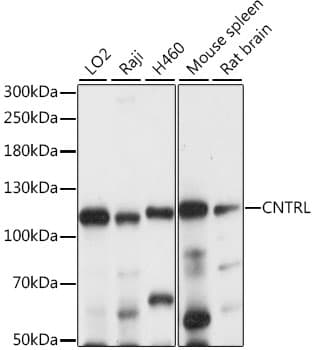 Polyclonal Rabbit anti-Human CEP1 / Centriolin Antibody (WB)