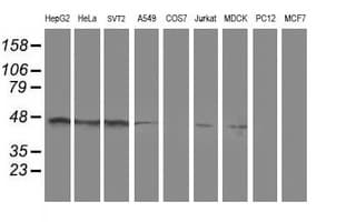 SERPINA5 / PCI Antibody (clone OTI1A12)