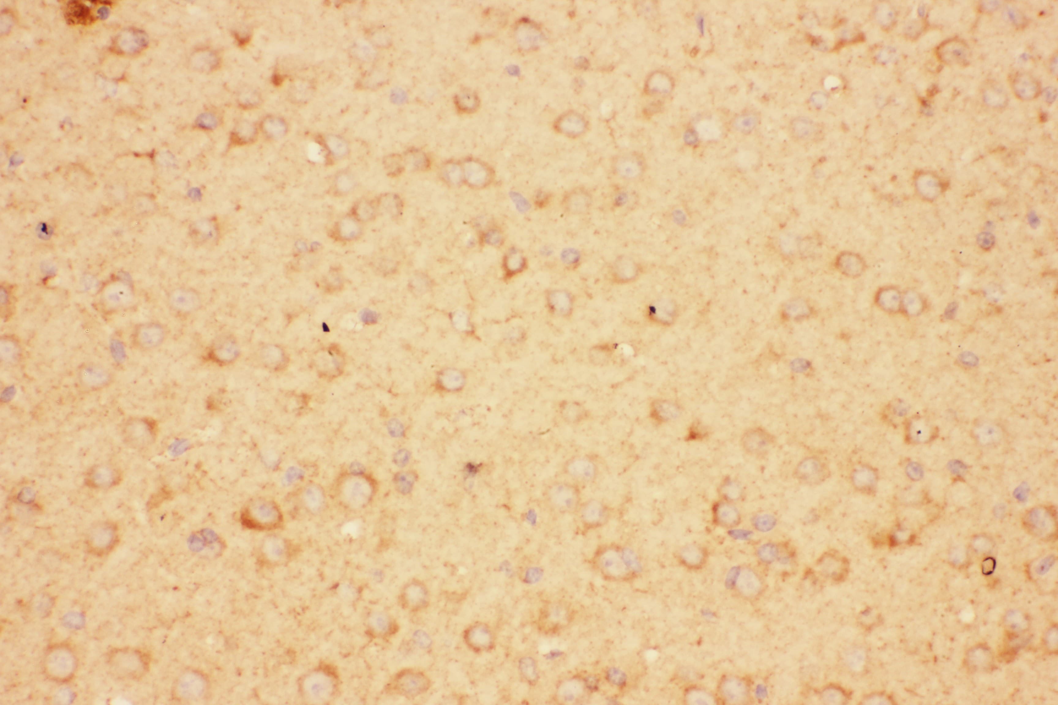 CNTF Antibody (aa2-200)