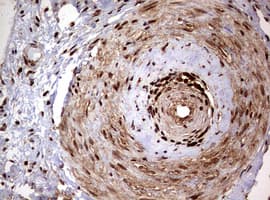 USP44 Antibody (aa420-712, clone OTI1F9)
