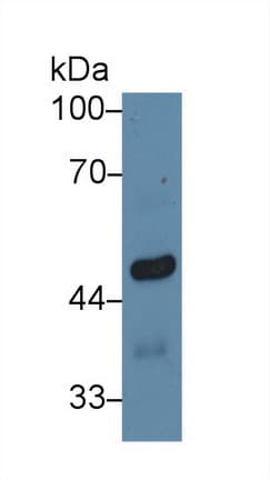 EGR4 / EGR-4 Antibody (aa231-474)