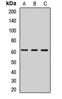 LEREPO4 / ZC3H15 Antibody