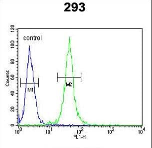 FOXC1 Antibody (aa488-515)