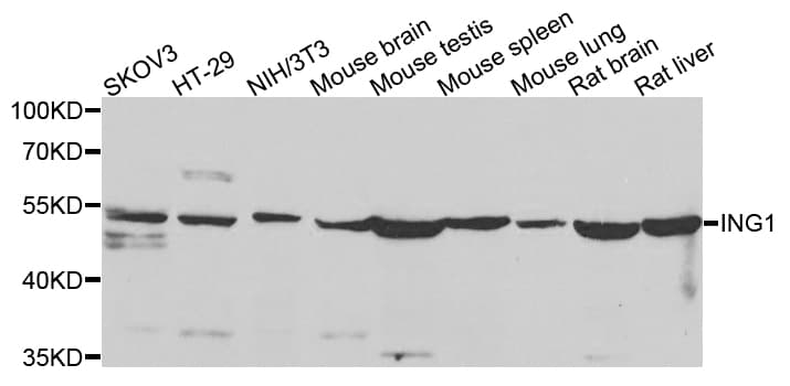 ING1 Antibody