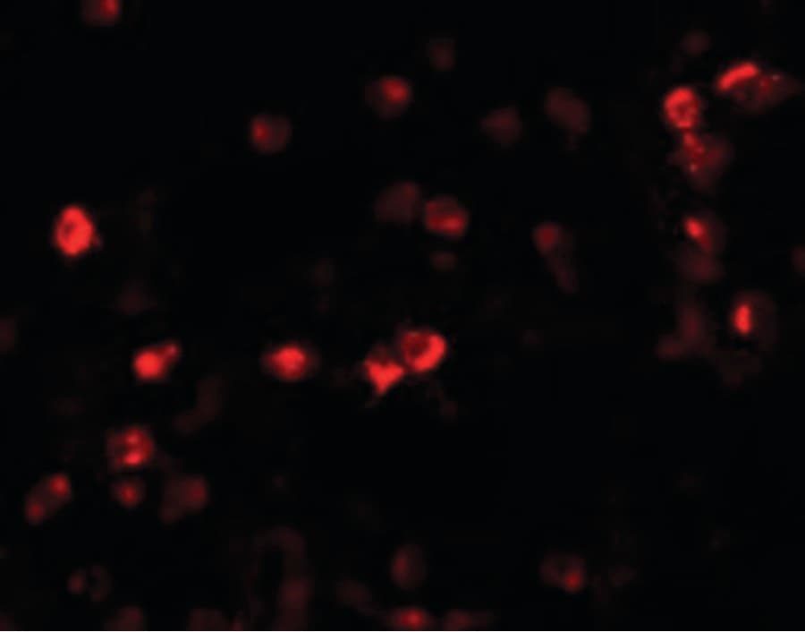 IHC-plus™ OGFOD1 Antibody