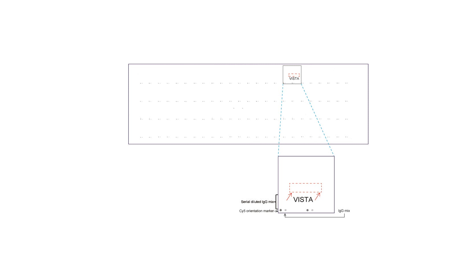 VSIR / GI24 / VISTA Antibody (clone UMAB272, Carrier-free)