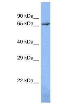 ZNF12 Antibody (aa21-70)