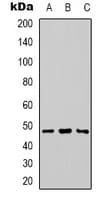 Basigin / Emmprin / CD147 Antibody (Internal)