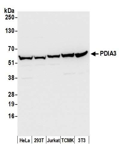 PDIA3 / ERp57 Antibody (aa25-75)