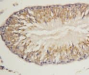WDR83 Antibody (N-Terminus)