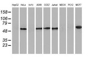 CALCOCO2 Antibody (clone OTI4H5)