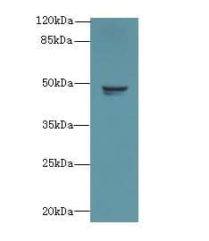 RBM41 Antibody