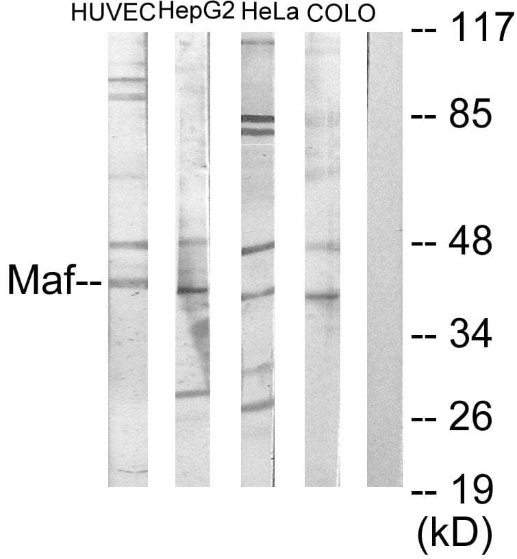 c-Maf Antibody
