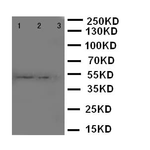 CD68 Antibody (aa341-354)