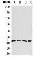 DGAT2 Antibody (Internal)