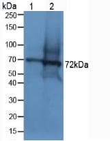 DMD / Dystrophin Antibody (aa3048-3328, PE)