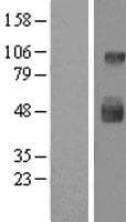 LAMP3 / CD208 Protein (Over-Expression Lysate Myc-DDK (Flag))