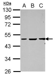 GPBP1 Antibody
