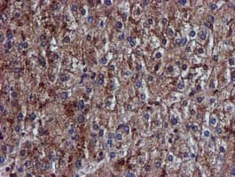 Complement C1s Antibody (clone OTI5F2)