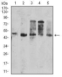 CD177 Antibody (clone 2F2C1)