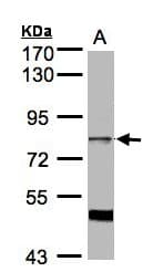 AKAP17A / 721P Antibody (aa473-660)