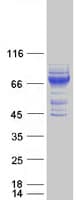 Human FAM234A Protein (Recombinant Myc-DDK (Flag))