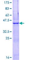 Human EGFLAM Protein (Recombinant GST)