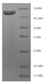 Human MRPL12 Protein (Recombinant GST, N-terminus)