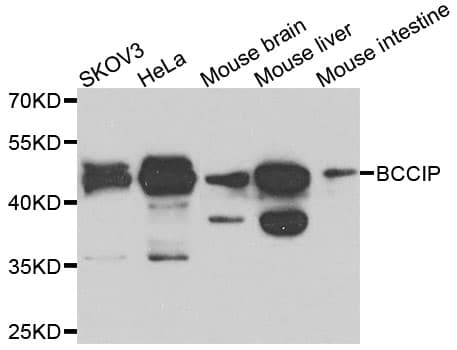 BCCIP Antibody