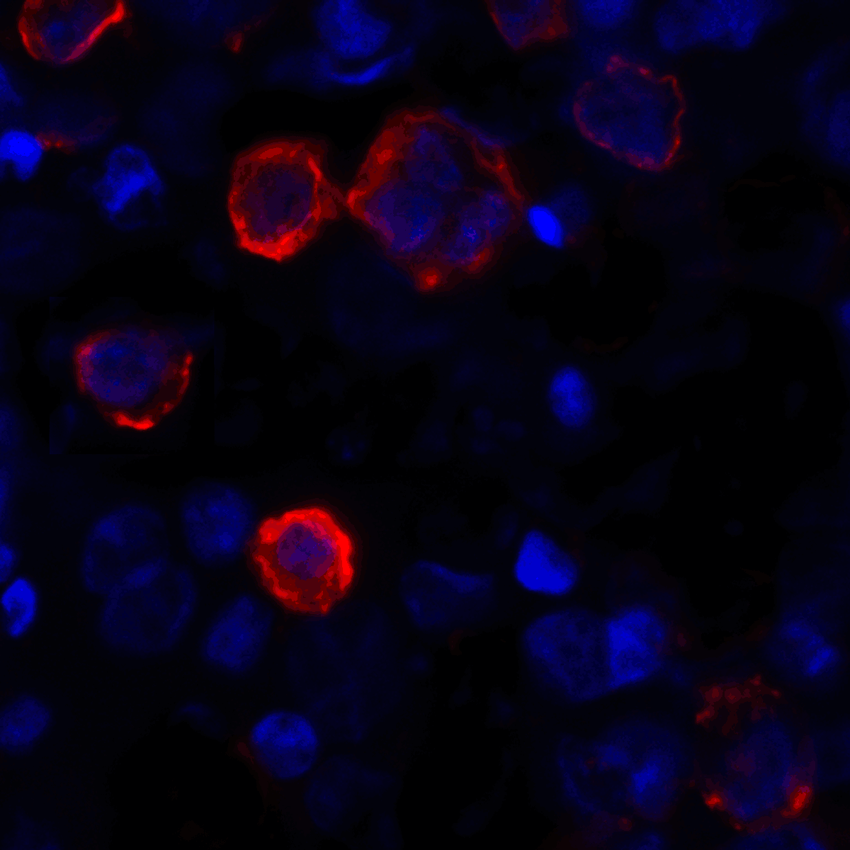 CD80 Antibody (clone 12D9)