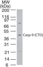 IHC-plus™ Polyclonal Rabbit anti-Rat CASP9 / Caspase 9 Antibody (aa345-359, IHC, WB)